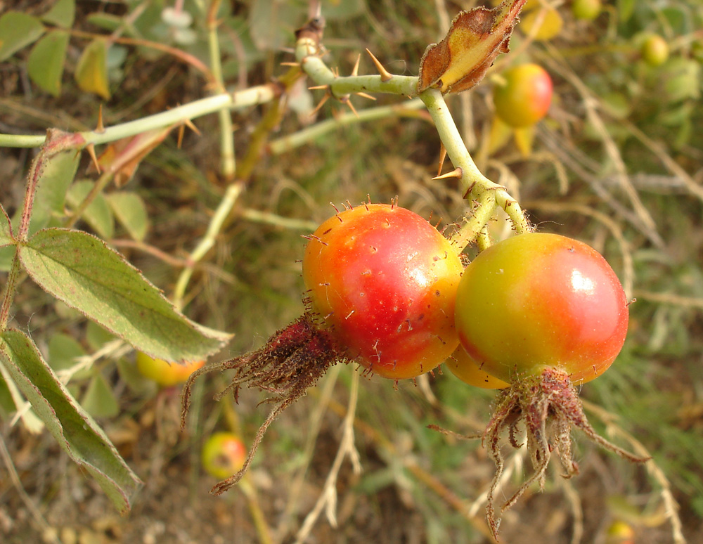 Image of Rosa villosa specimen.