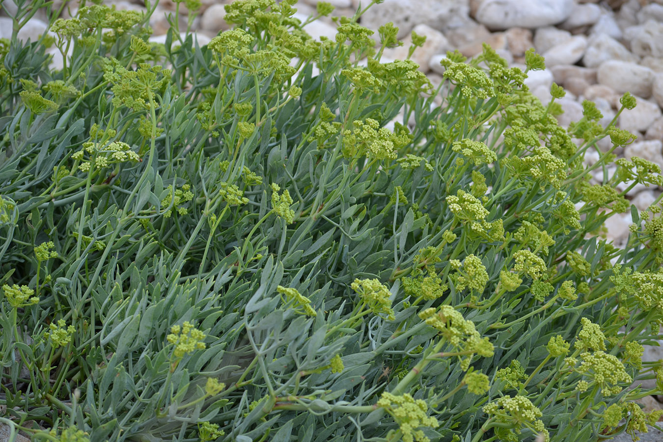 Изображение особи Crithmum maritimum.