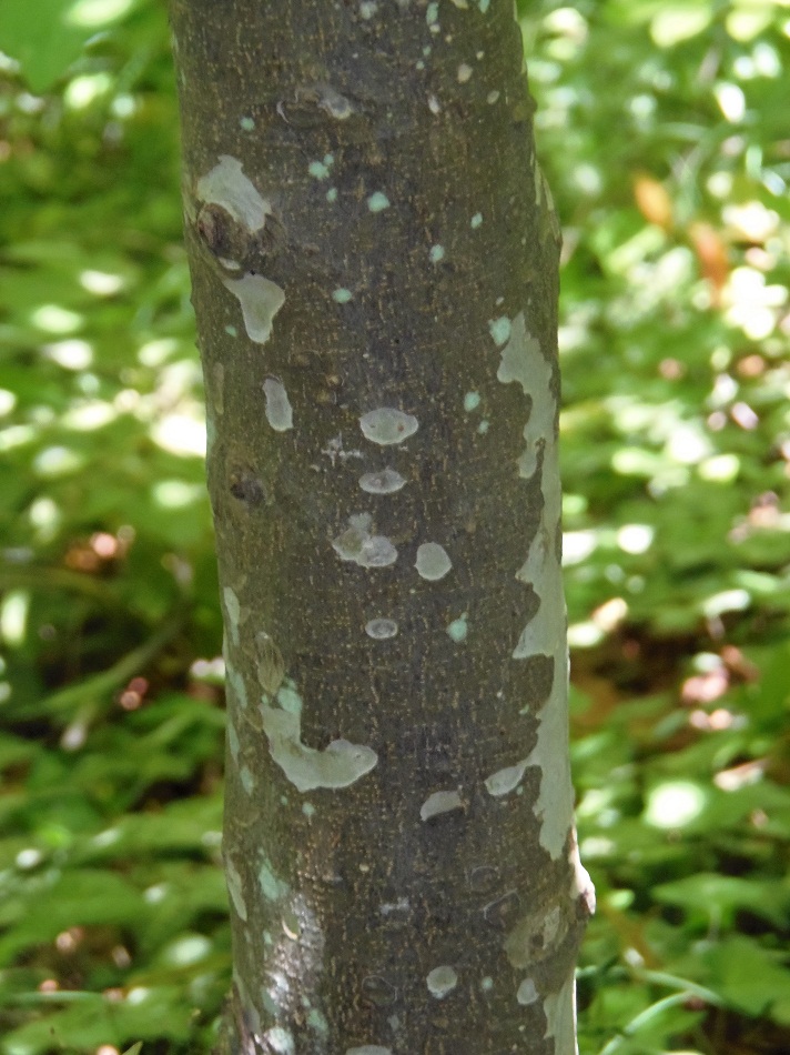 Image of Parrotia persica specimen.
