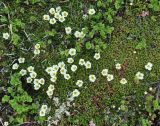 Diapensia obovata. Цветущие растения. Камчатский край, Ключевская группа вулканов, окрестности перевала Толбачинский. 21.07.2013.