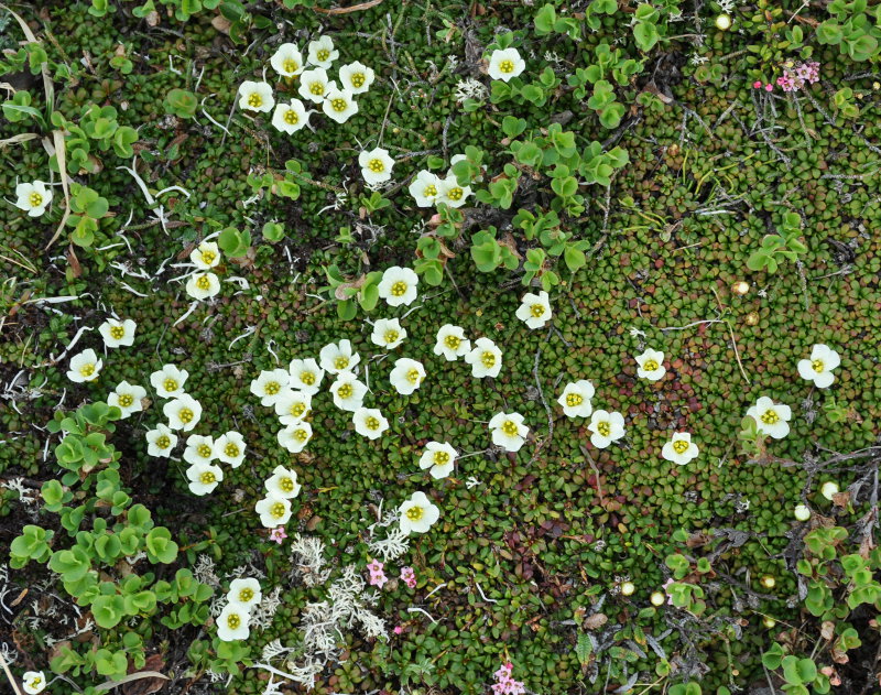 Изображение особи Diapensia obovata.