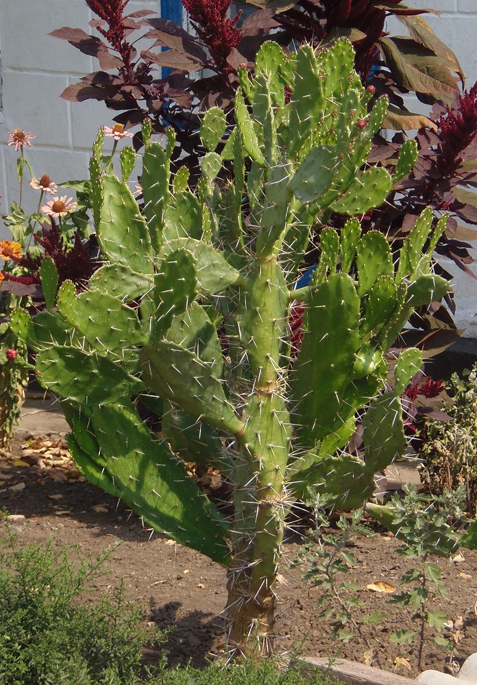 Изображение особи род Opuntia.