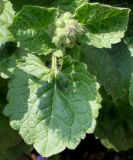 Ageratum houstonianum