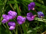 Lathyrus incurvus