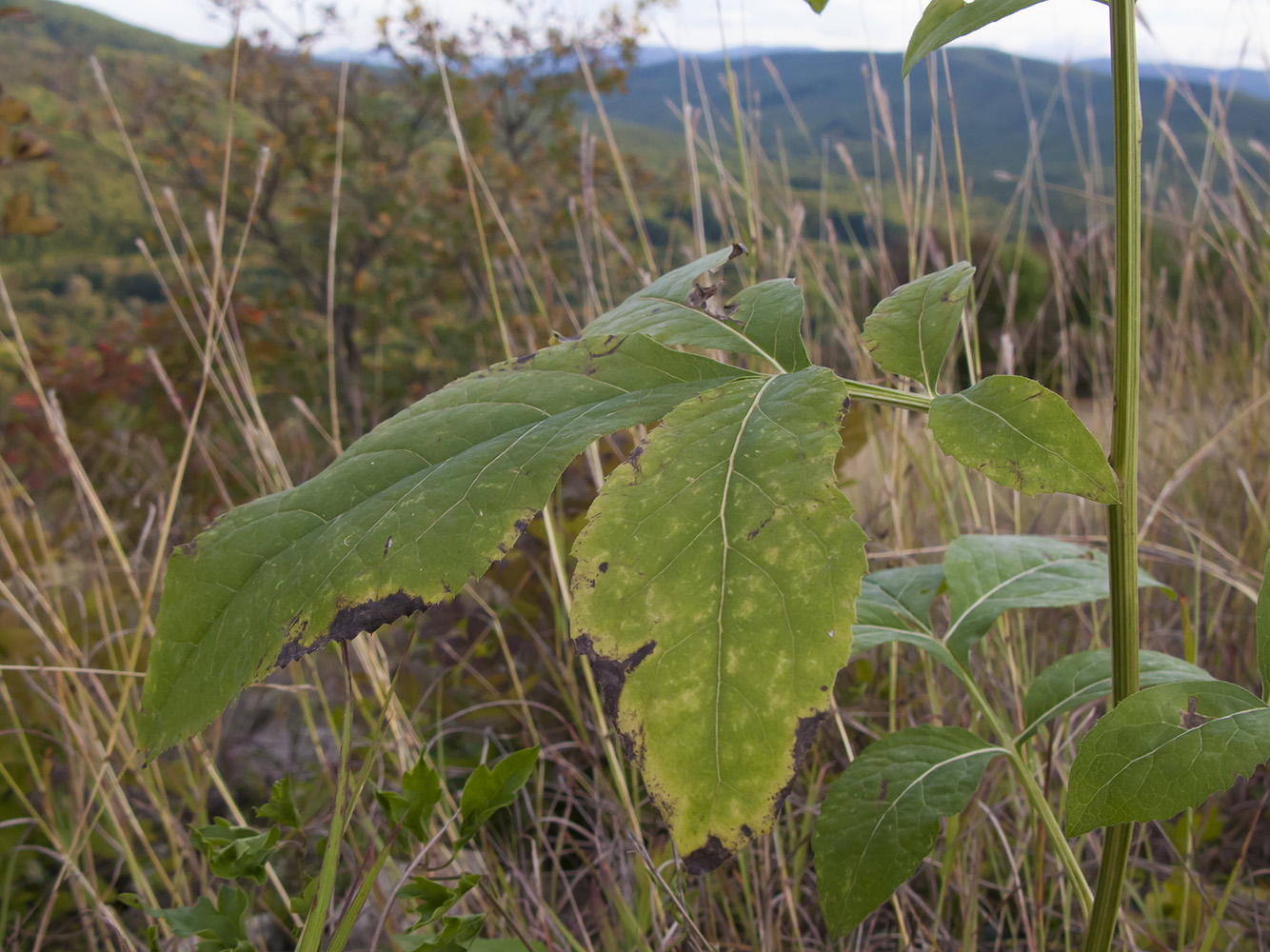 Image of Klasea quinquefolia specimen.