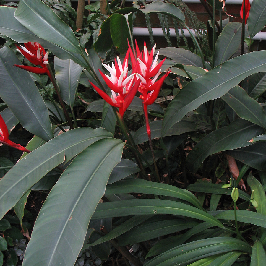 Image of Heliconia angusta specimen.