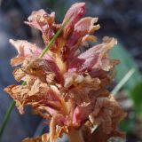 genus Orobanche. Верхушка соцветия. Юго-восточный Казахстан, хр. Кетмень южнее с. Дардамты. 04.07.2013.