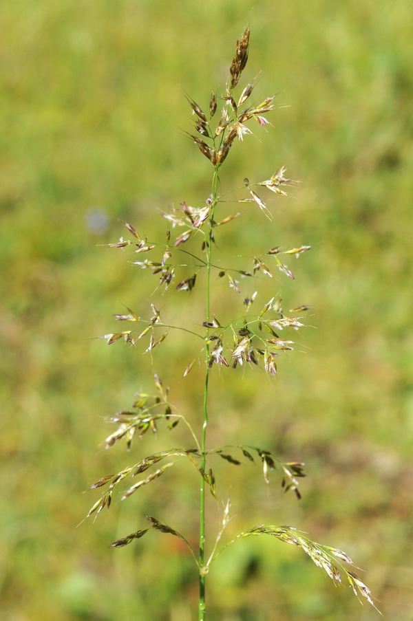 Изображение особи род Trisetum.