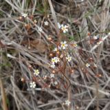 Androsace septentrionalis. Соцветия. Чукотский автономный округ, Анадырский р-н, окр. пос. Угольные Копи. 16 июня 2013 г.