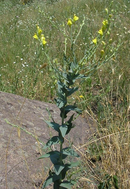 Изображение особи Linaria genistifolia.