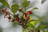 Lonicera involucrata