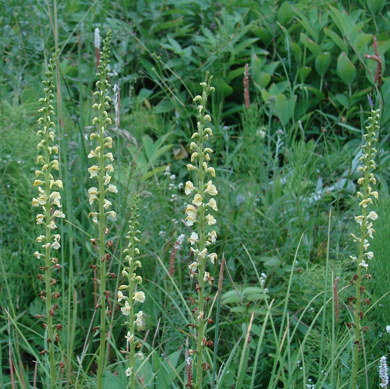 Изображение особи Pedicularis incarnata.