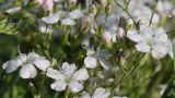 Gypsophila elegans