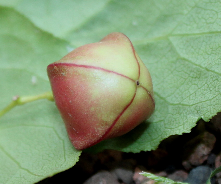 Image of Euonymus sanguineus specimen.