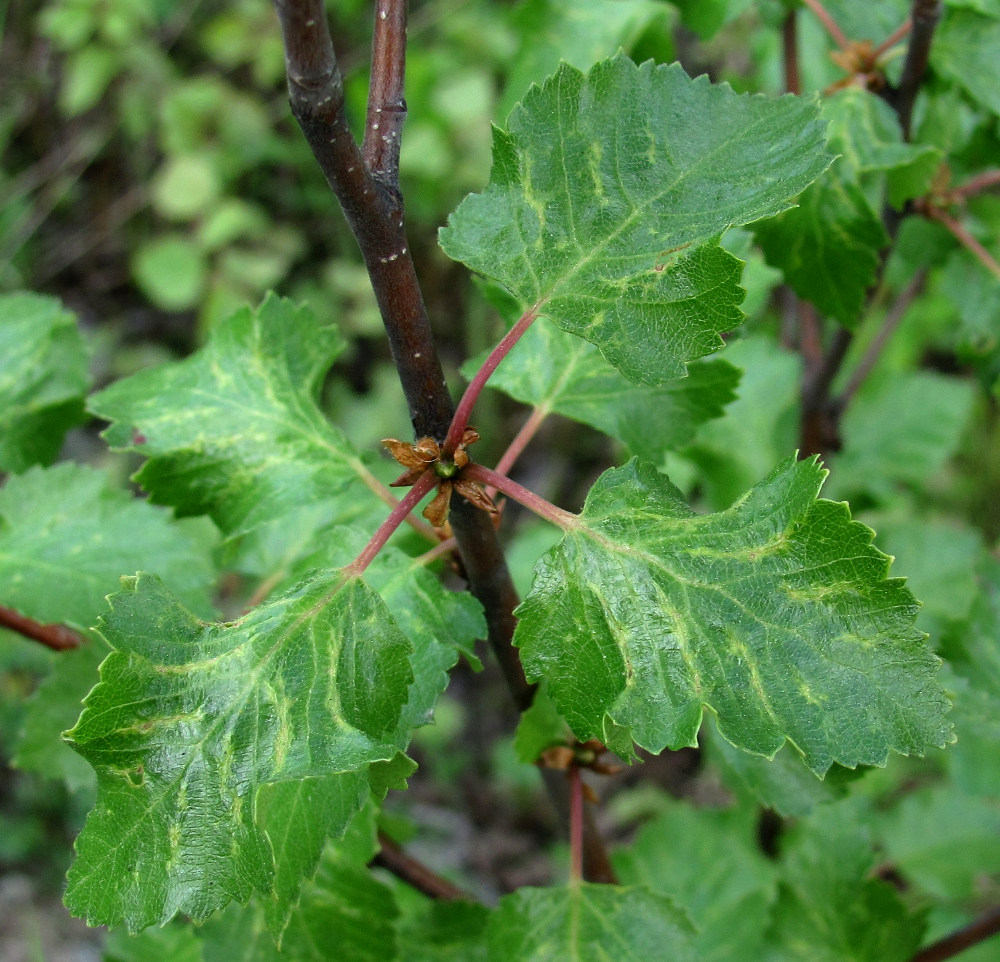 Image of Betula pubescens specimen.