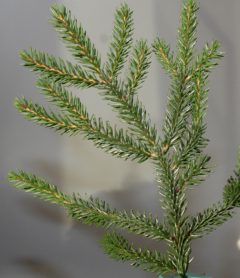 Image of Picea orientalis specimen.