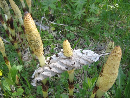 Изображение особи Equisetum telmateia.