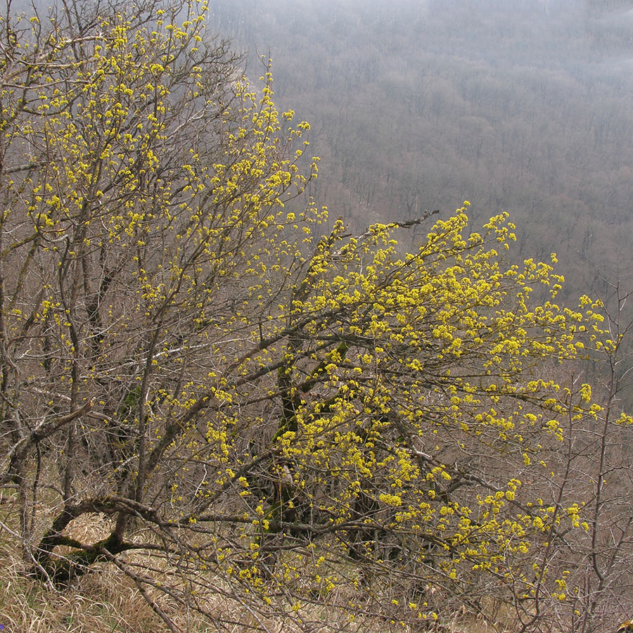 Изображение особи Cornus mas.