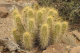 Echinocereus nicholii