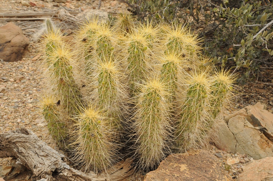 Изображение особи Echinocereus nicholii.