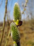 Salix caprea. Женские соцветия. Курск, ур. Знаменская роща, вырубка. 25.03.2014.