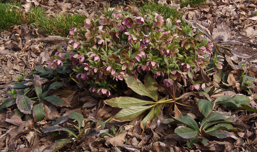 Image of Helleborus abchasicus specimen.