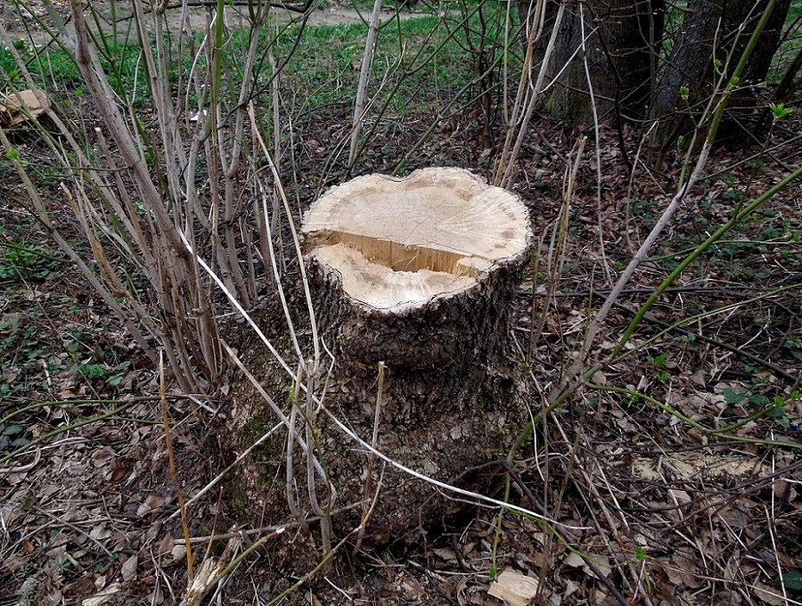 Image of Acer negundo specimen.