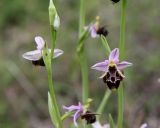 Ophrys oestrifera