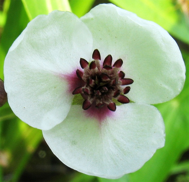 Image of Sagittaria sagittifolia specimen.