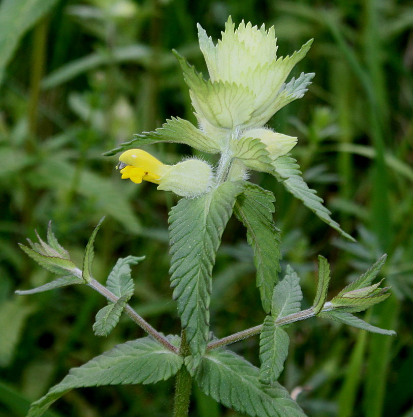 Изображение особи Rhinanthus alectorolophus.