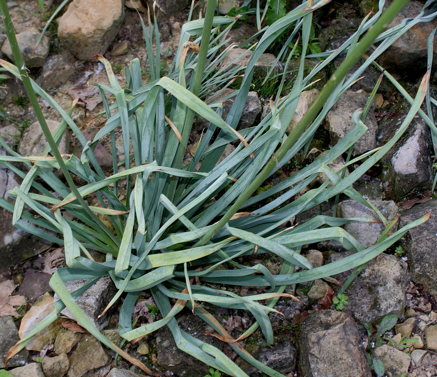 Image of Eremurus × isabellinus specimen.