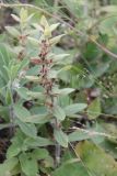 Ajuga laxmannii