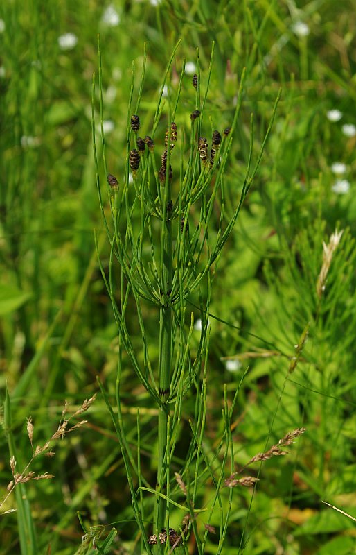 Изображение особи Equisetum fluviatile.