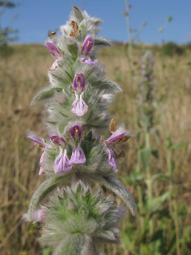 Image of Stachys cretica specimen.