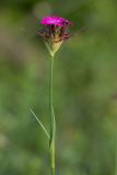 Dianthus capitatus