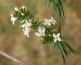 Galium humifusum