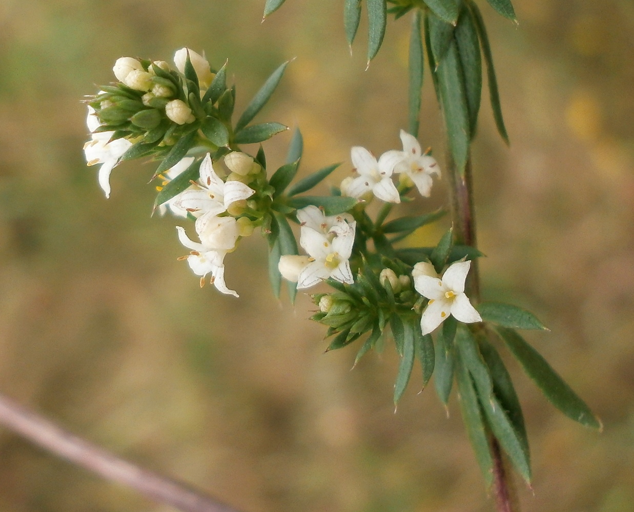 Изображение особи Galium humifusum.