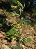 Epipactis microphylla