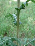 Echinops sphaerocephalus