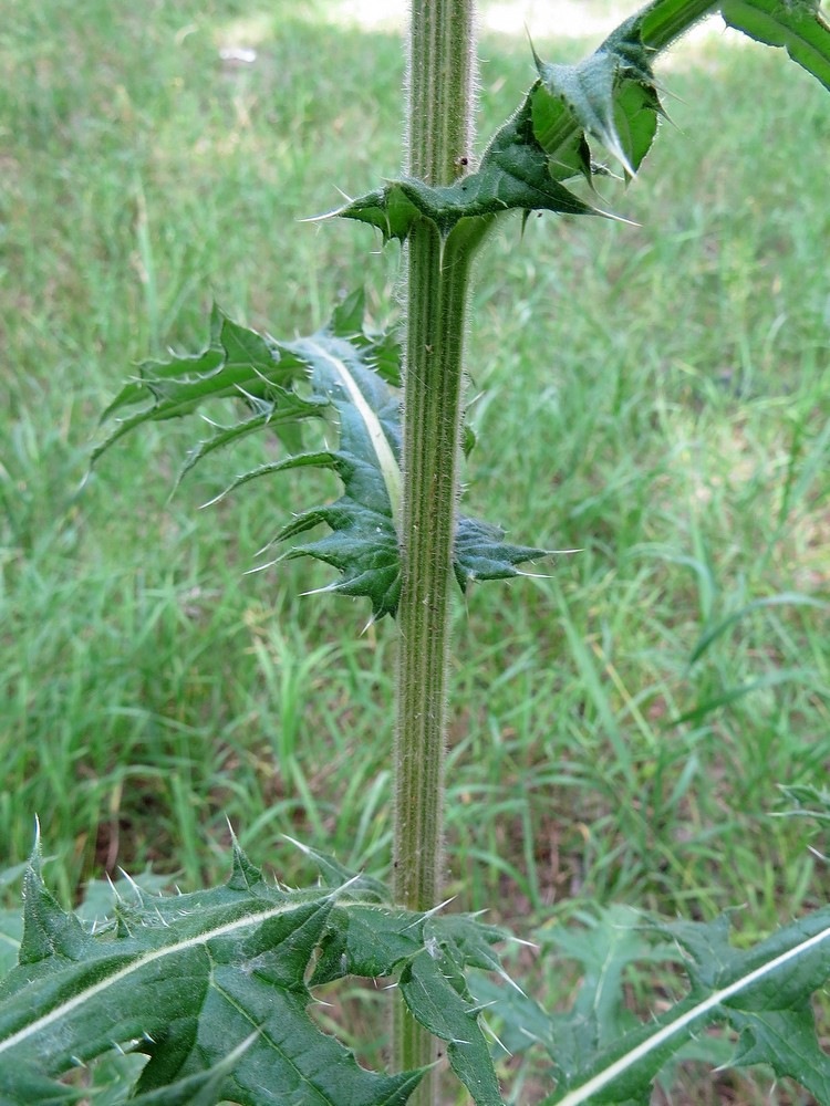 Image of Echinops sphaerocephalus specimen.