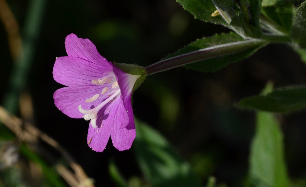 Изображение особи Epilobium hirsutum.