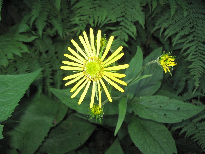 Изображение особи Doronicum austriacum.