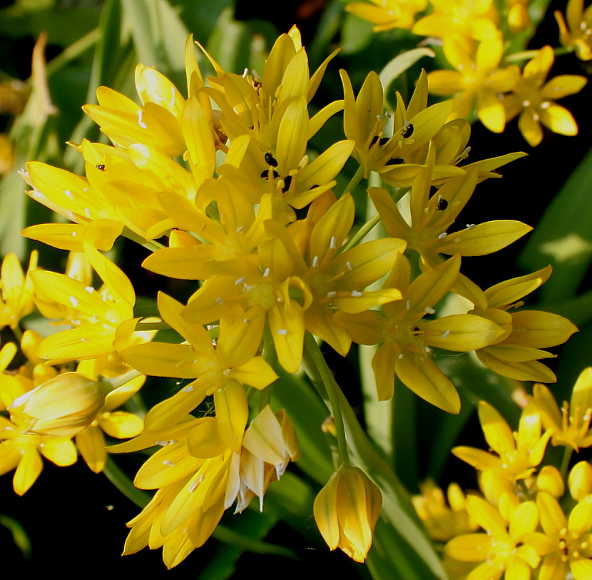 Image of Allium moly specimen.