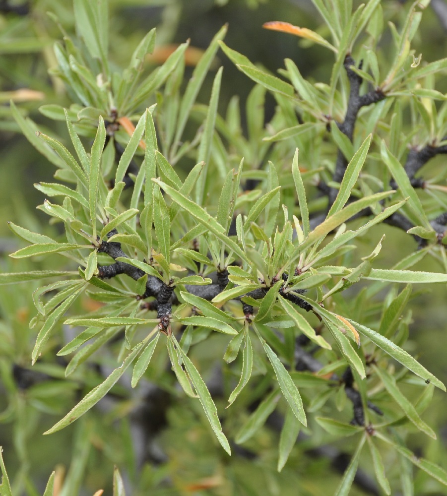 Image of Amygdalus webbii specimen.