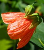 Abutilon × hybridum. Цветок и бутон. Республика Абхазия, Новый Афон, приусадебный участок. Август 2014 г.