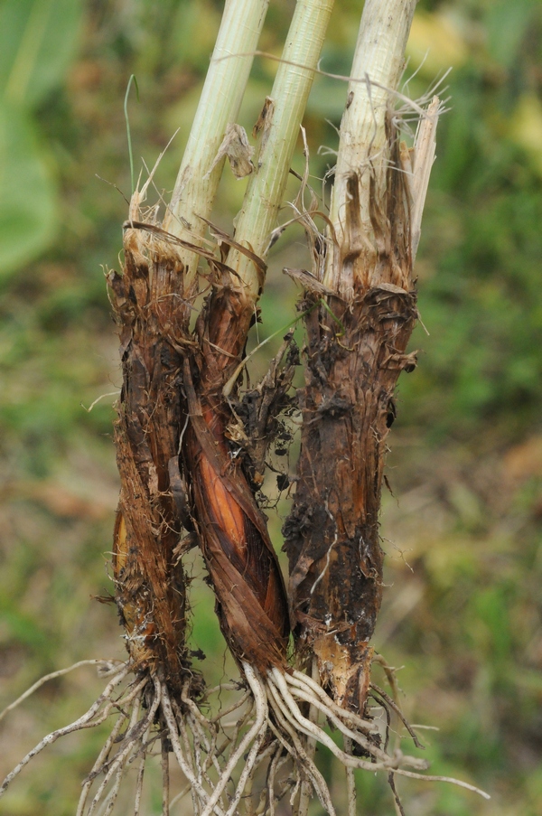 Image of Allium hymenorhizum specimen.