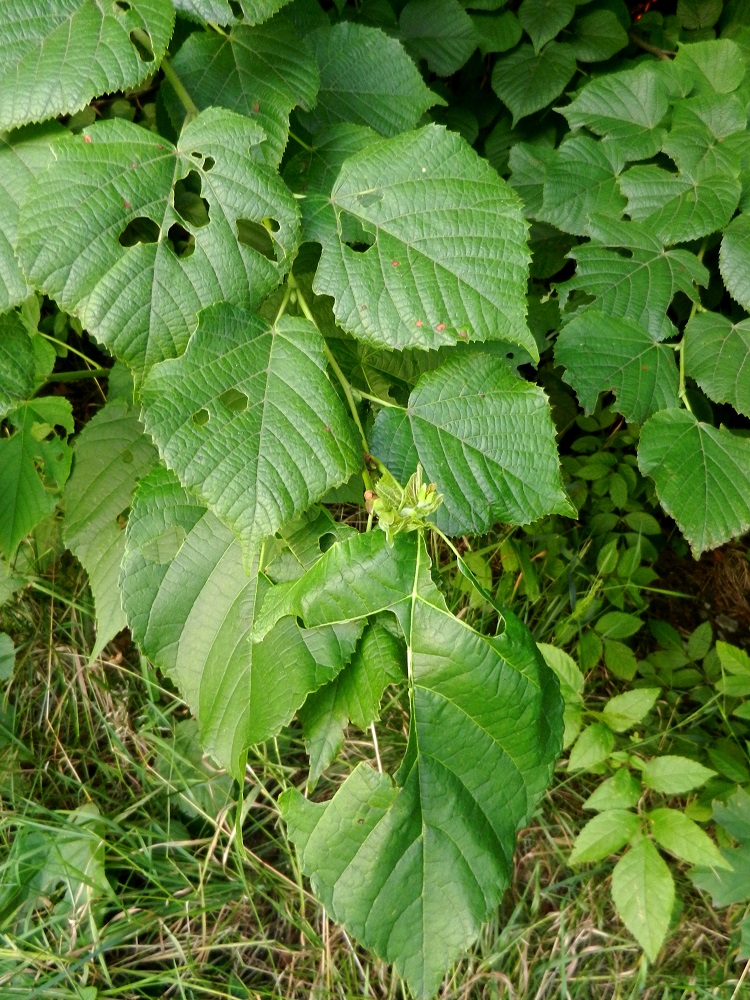 Изображение особи род Tilia.