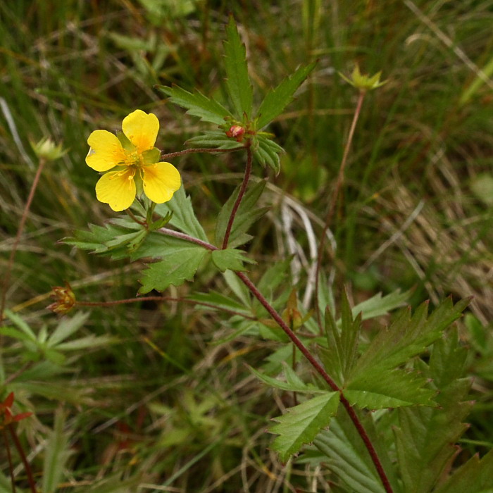 Image of Potentilla erecta specimen.