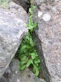 Rumex acetosa