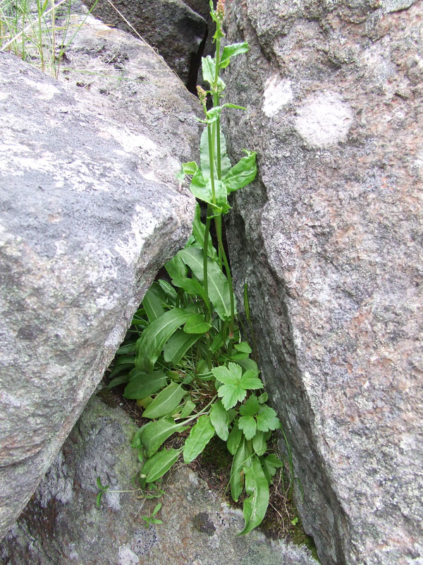 Изображение особи Rumex acetosa.